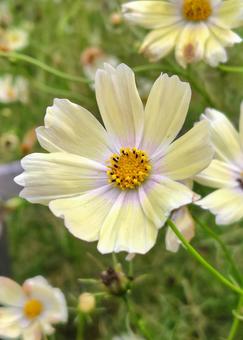 コスモス 秋,自然,綺麗の写真素材