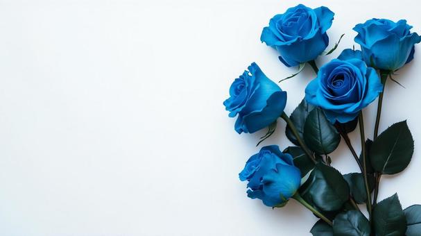 青い薔薇のイメージ 青い薔薇のイメージの写真