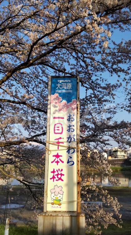 一目千本桜の看板・立札 一目千本桜,立札,看板の写真素材