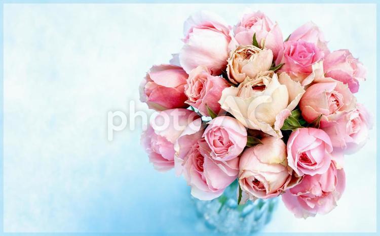 主にピンクカラーのばら花束素材 花,ピンク,バラの写真素材