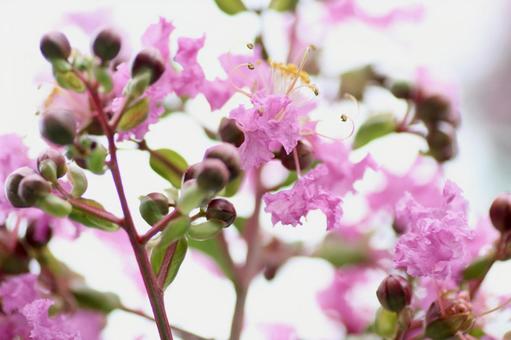 ピンク色のサルスベリの花 ピンク色のサルスベリの花の写真