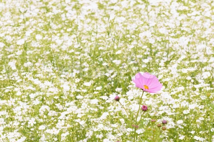カスミソウとコスモス かすみそう,コスモス,カスミソウの写真素材