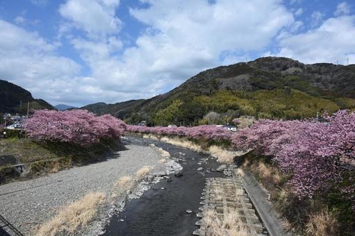 伊豆河津桜 伊豆,河津桜,桜の写真素材