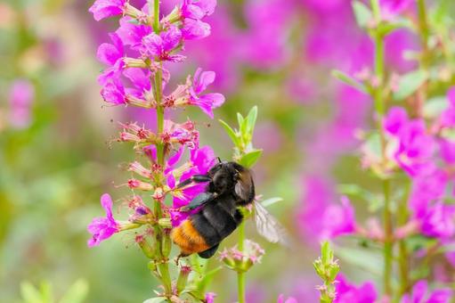 ミソハギとクロマルハナバチ⑶ ミソハギとクロマルハナバチ⑶ 花,昆虫,ミソハギの写真素材