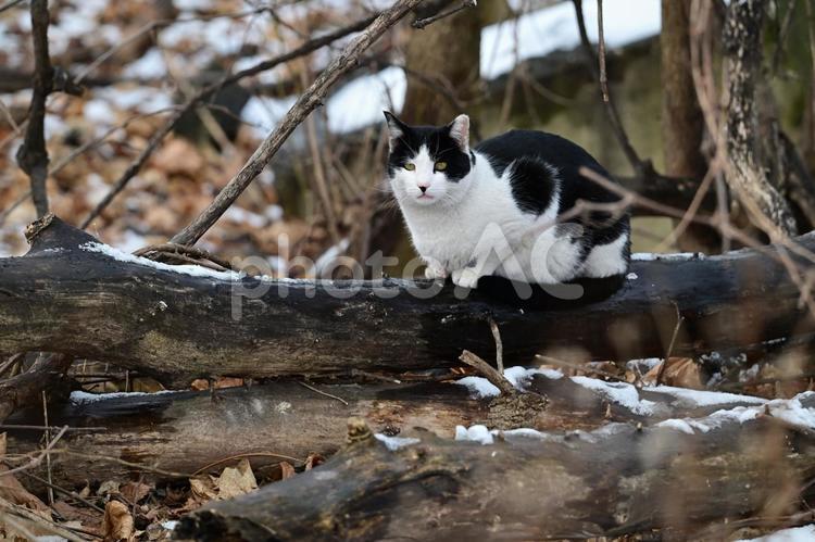 かわいい白黒のハチワレ猫 猫,動物,ハチワレの写真素材