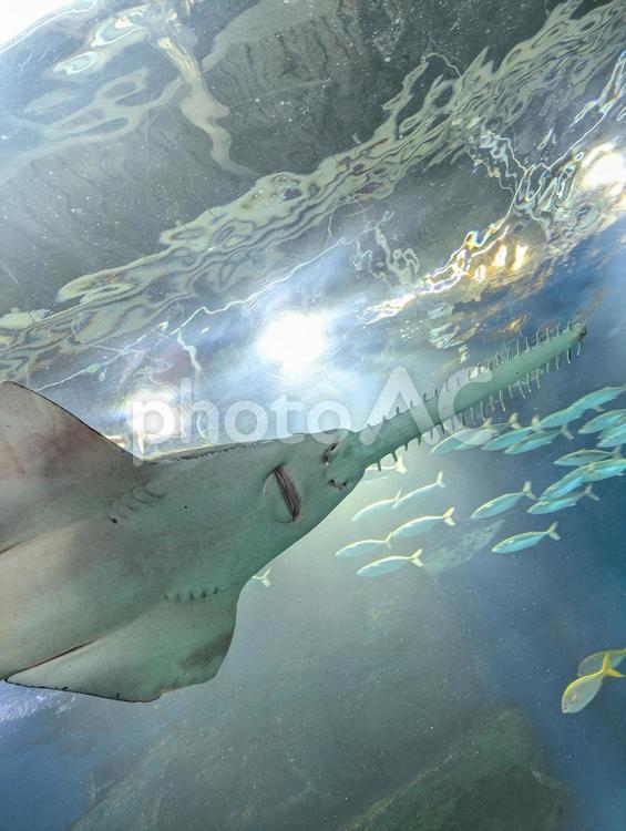 ノコギリエイ 水族館,魚,かわいいの写真素材