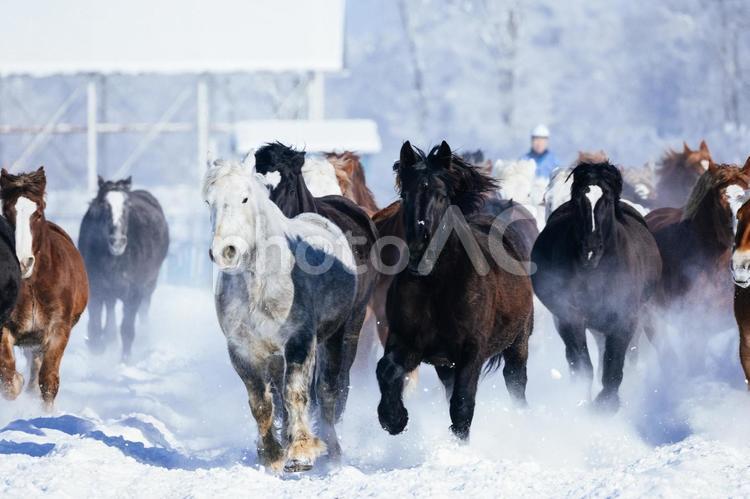 冬に走る馬の群れ 馬,冬,馬追いの写真素材