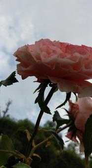 Rose Roseの写真