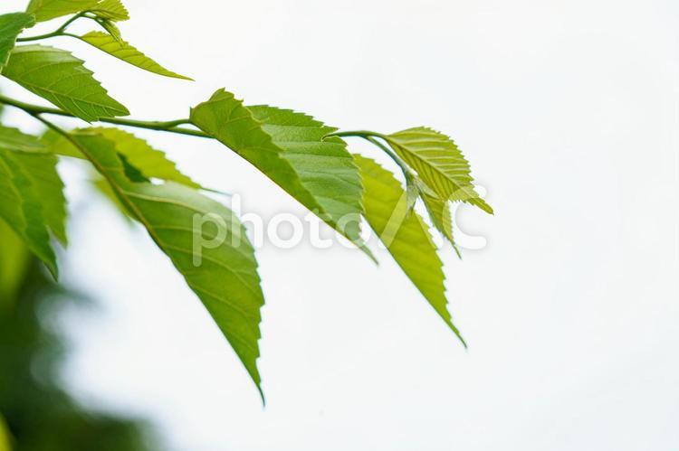 夏の新緑と木洩れ日 新緑,グリーン,葉の写真素材