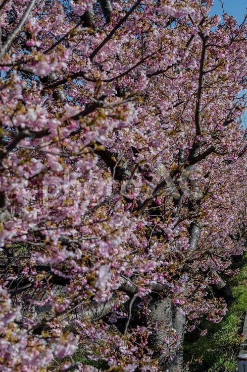 青毛堀川沿いの河津桜 河津桜,サクラ,flowerの写真素材