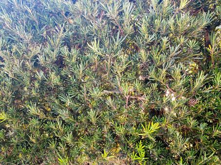 イヌマキ イヌマキ,針葉樹,常緑樹の写真素材