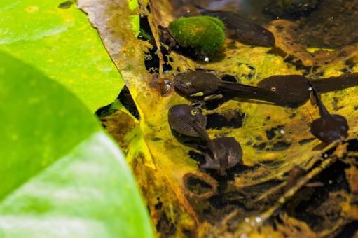 Tadpole⑵, JPG Tadpole⑵, JPG