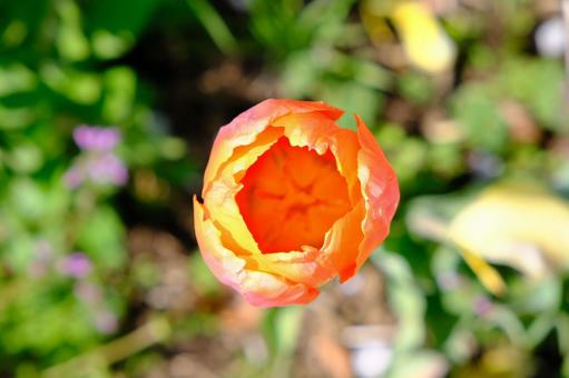 flower, natural, outdoors, beautiful, JPG
