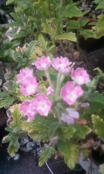 桃色の花 桃色の花の写真