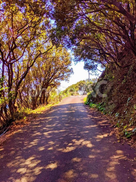 木漏れ日の道 道路,風景,自然の写真素材