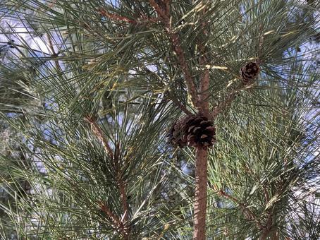 松の木の松ぼっくりの写真