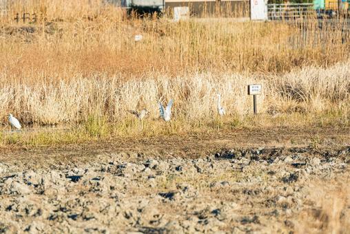 れんこん畑に集まる水鳥たち アオサギ,チュウサギ,コサギの写真素材