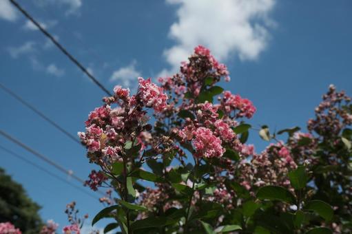 百日紅の花と空 百日紅の花と空 百日紅,空,夏の写真素材