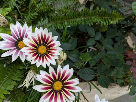 Gazania, JPG Gazania, JPG