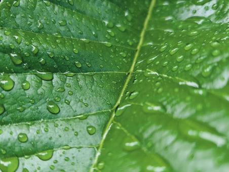 葉に水滴1 葉に水滴1 雨上がり,朝露,雨粒の写真素材