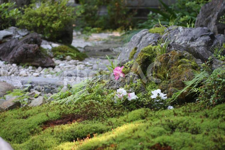 日本庭園に咲く一輪の花 日本庭園,和風,苔の写真素材