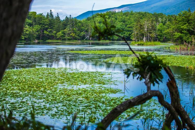 北海道　知床五湖ガイドウォーク 知床,知床五湖,北海道の写真素材
