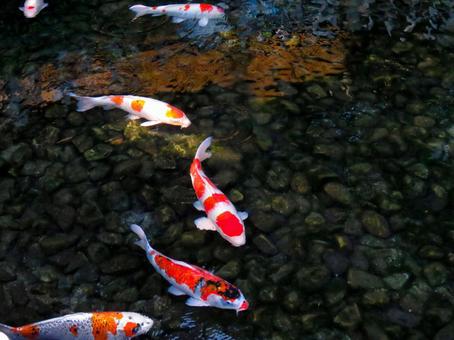 池の中を泳ぐ鯉 池の中を泳ぐ鯉 コイ,魚類,生き物の写真素材