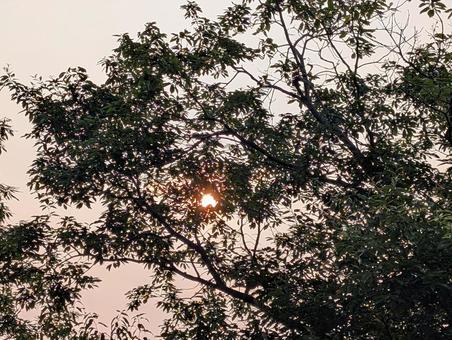 Photo, sunset, setting sun, wood, 