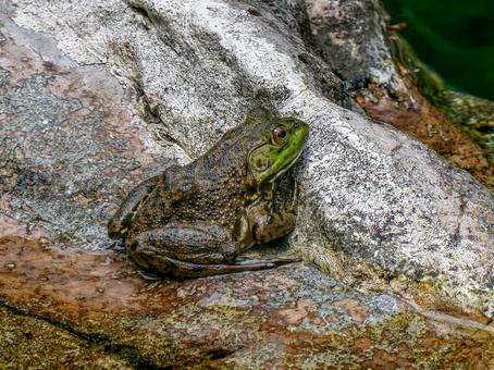 岩場のウシガエル 岩場のウシガエルの写真