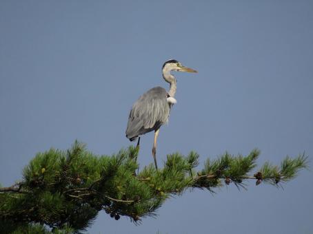 アオサギ アオサギの写真