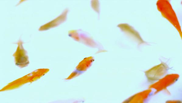 金魚すくいの金魚② 金魚すくいの金魚② 金魚,魚,金魚すくいの写真素材