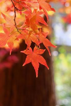 紅葉 紅葉の写真