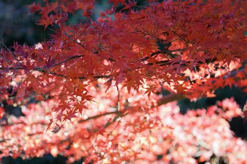 秋の気配・色づくモミジ 秋の気配・色づくモミジ 紅葉,秋,モミジの写真素材