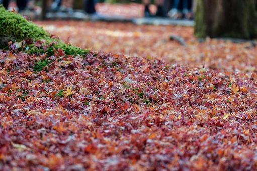 紅葉の絨毯 紅葉の絨毯の写真