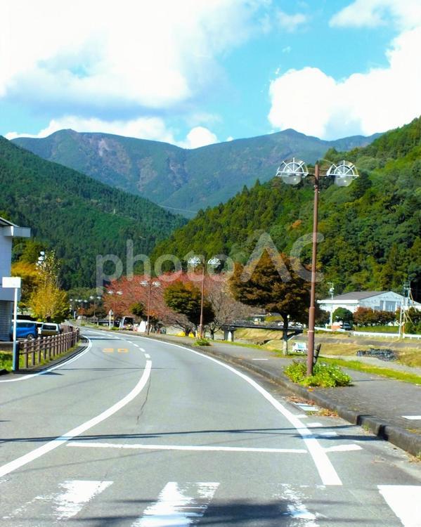 街路樹の紅葉　 街路樹,街路灯,並木の写真素材