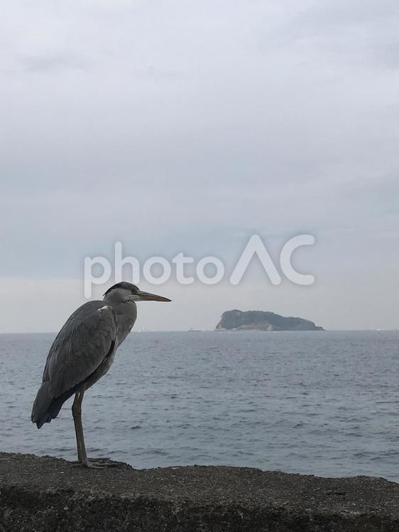 アオサギと島 鳥,海,浜の写真素材