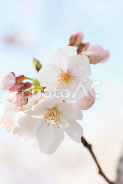 さくら　桜 桜,さくら,サクラの写真素材