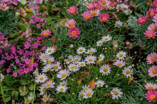 牛島のフジ2025年 牛島のフジ2025年 藤花園,マーガレット,花の写真素材