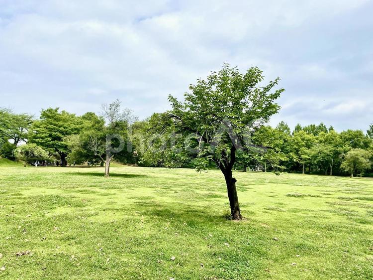 公園と木 植物,自然,風景の写真素材