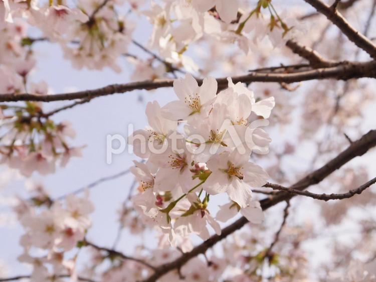 桜　ソメイヨシノ　背景写真 桜,春,花の写真素材