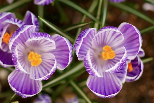 クロッカス 花サフラン,春,紫の写真素材