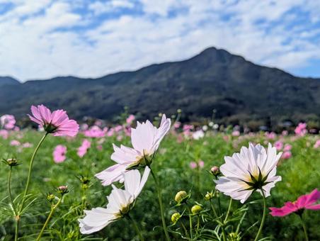 コスモス コスモス,自然,ピンクの写真素材