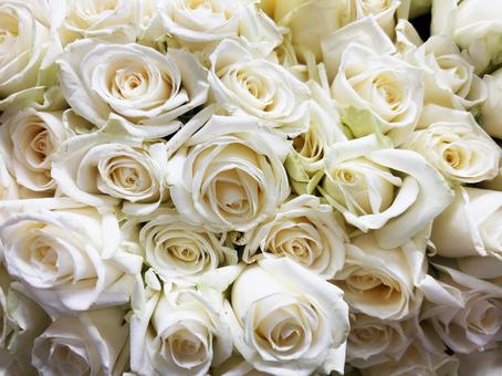 純白のバラが咲き誇る上品で美しい花束 純白のバラが咲き誇る上品で美しい花束 バラ,白薔薇,花の写真素材