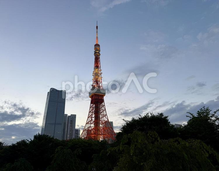 夕方　芝公園から光る東京タワーが見える 市街,ライトアップ,晴れの写真素材