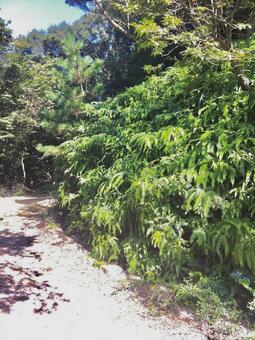 生い茂るシダ植物 シダ植物,ウラジロ,下草の写真素材