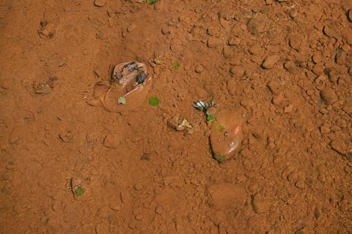 オレンジの湖底と緑の葉 オレンジの湖底と緑の葉の写真