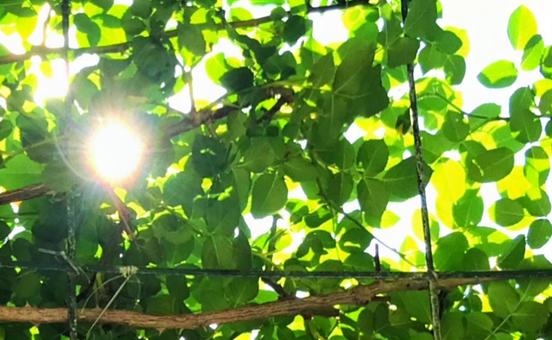 木漏れ日 木漏れ日の写真