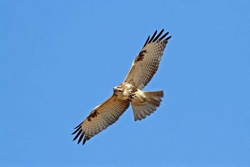 ノスリ 飛翔 ノスリ 飛翔 野鳥,自然,鳥類の写真素材