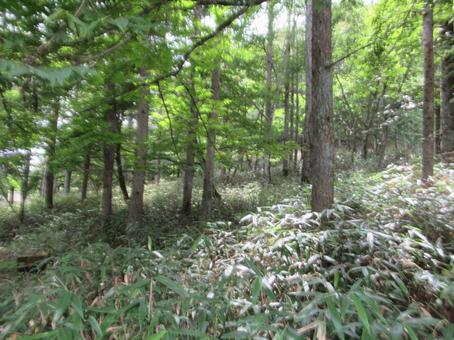林の中のクマザサ(熊笹) 林の中のクマザサ(熊笹)の写真