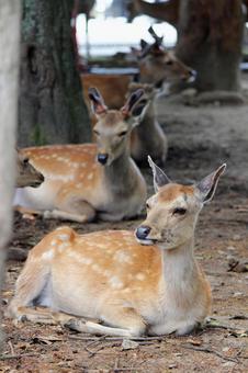 Nara Park Deer, JPG